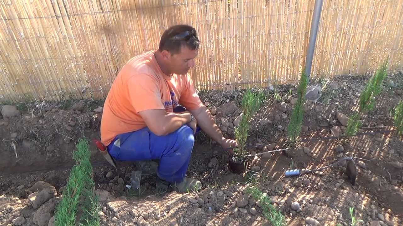 Plantar setos para cerramiento