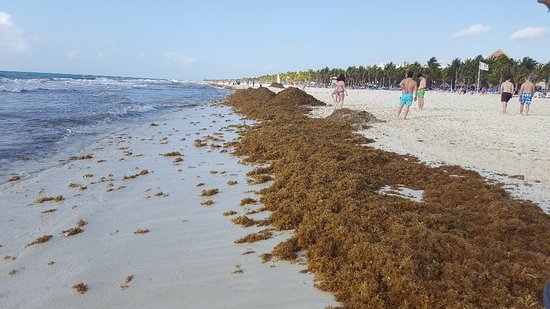 Sargazo riviera maya hoy