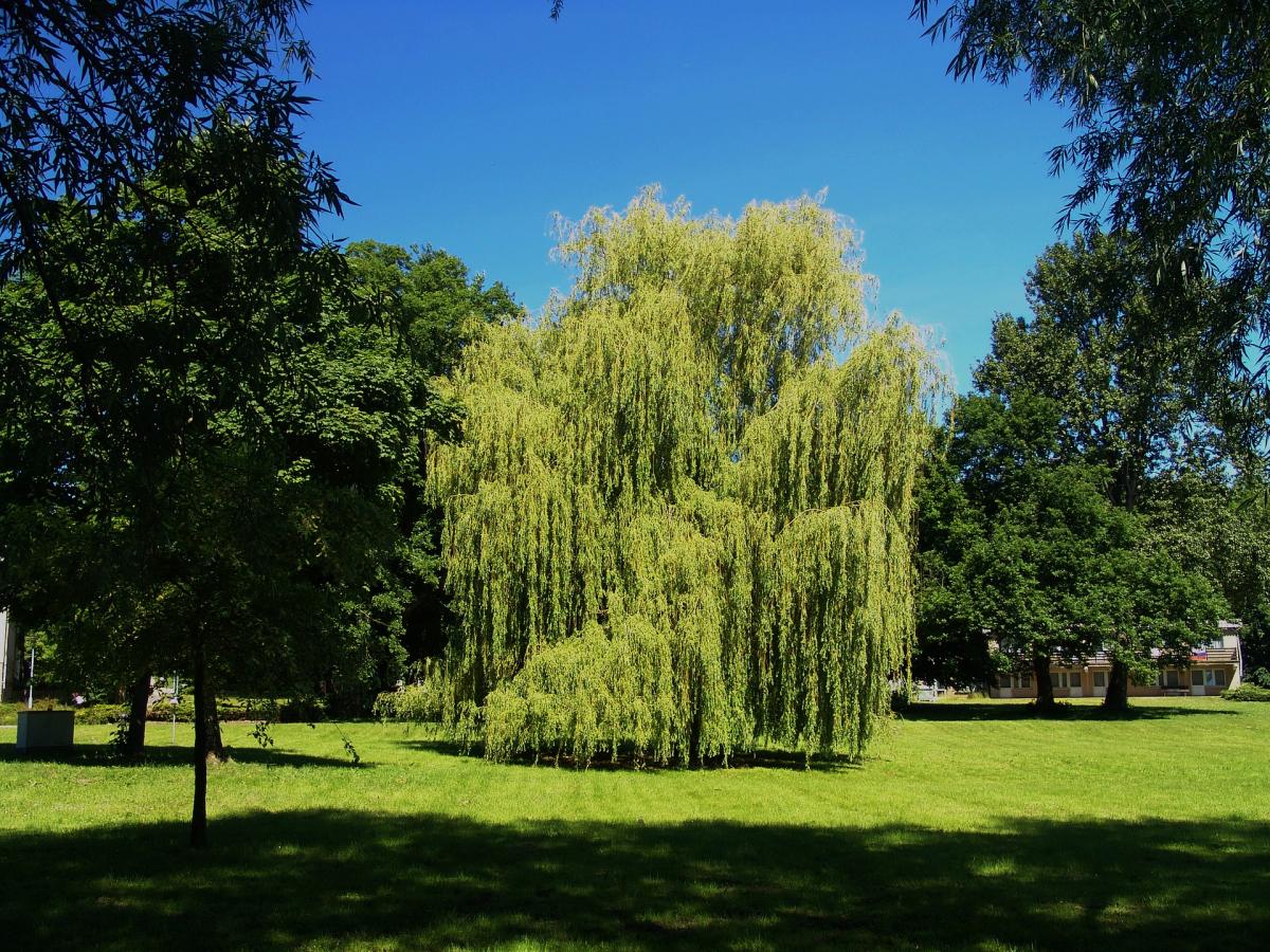 Arboles para jardines pequeños de hoja perenne