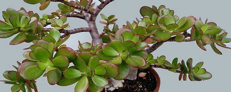 Planta de jade cuidados