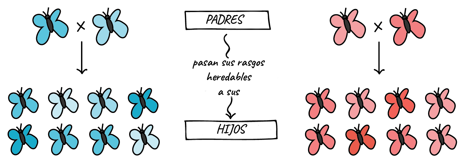 Teorias de la evolucion de los seres vivos