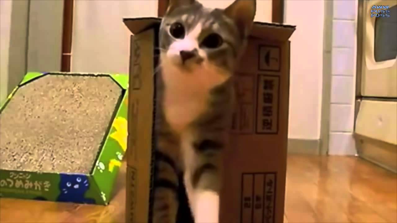 El gato en la caja